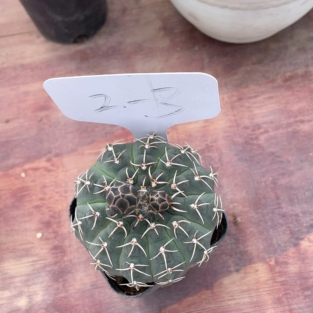 苏*仙人球一物一拍2-3