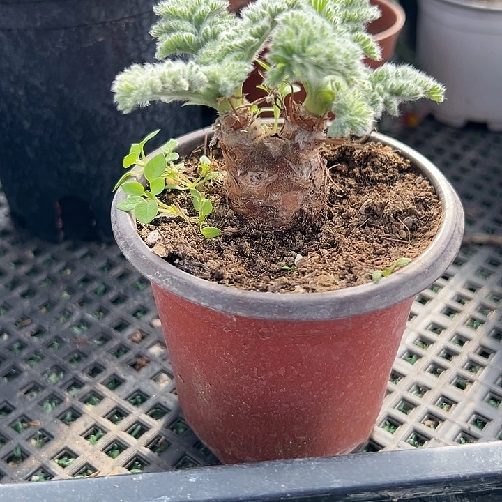 羽叶洋葵4，一物一拍