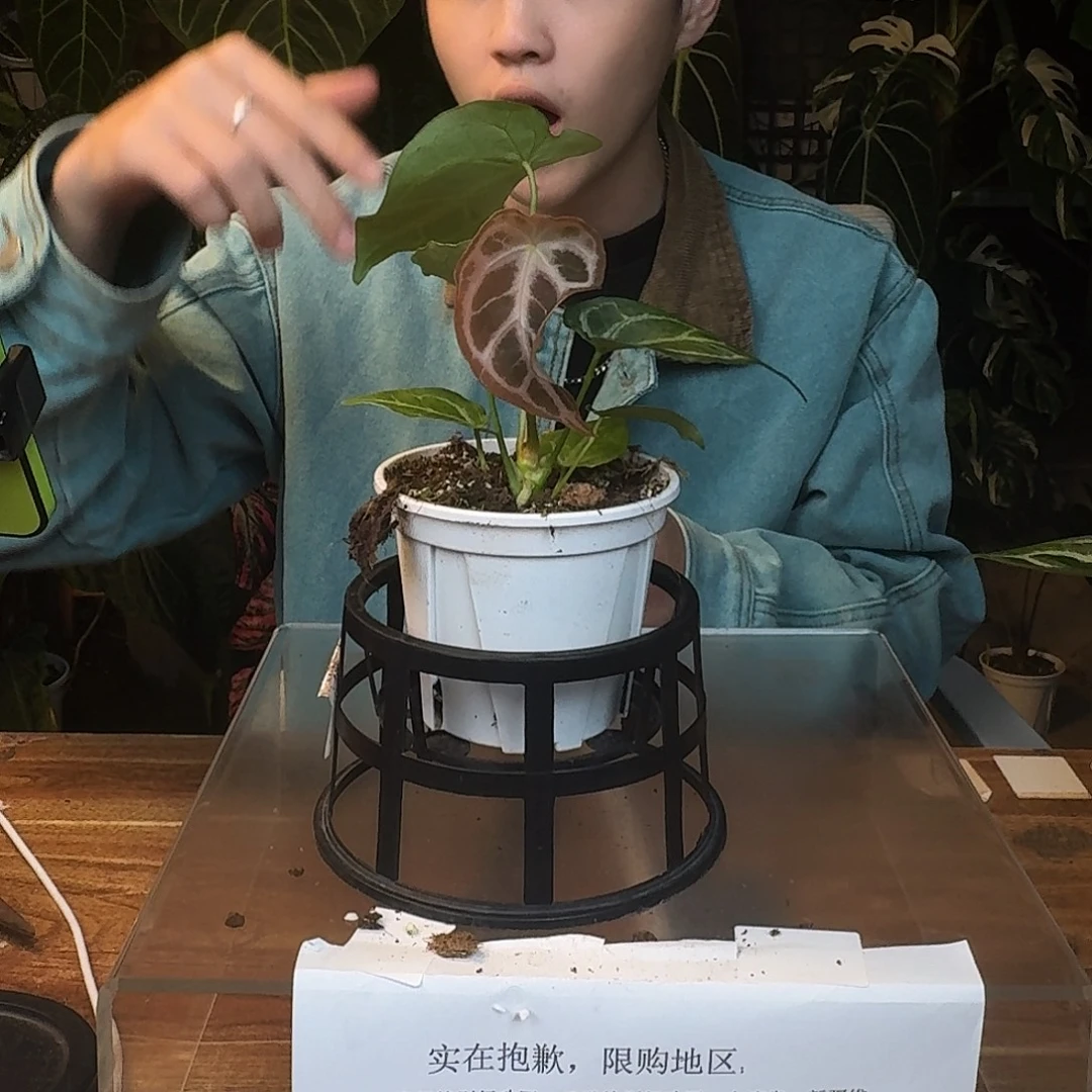 完全开放Q60skg撕裂纹杂盾叶
