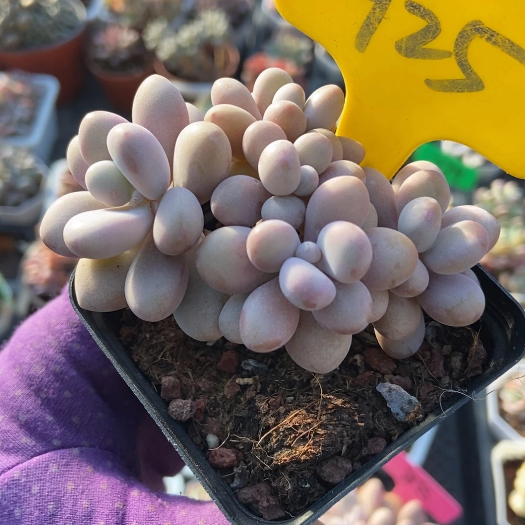 925桃蛋多肉植物多肉