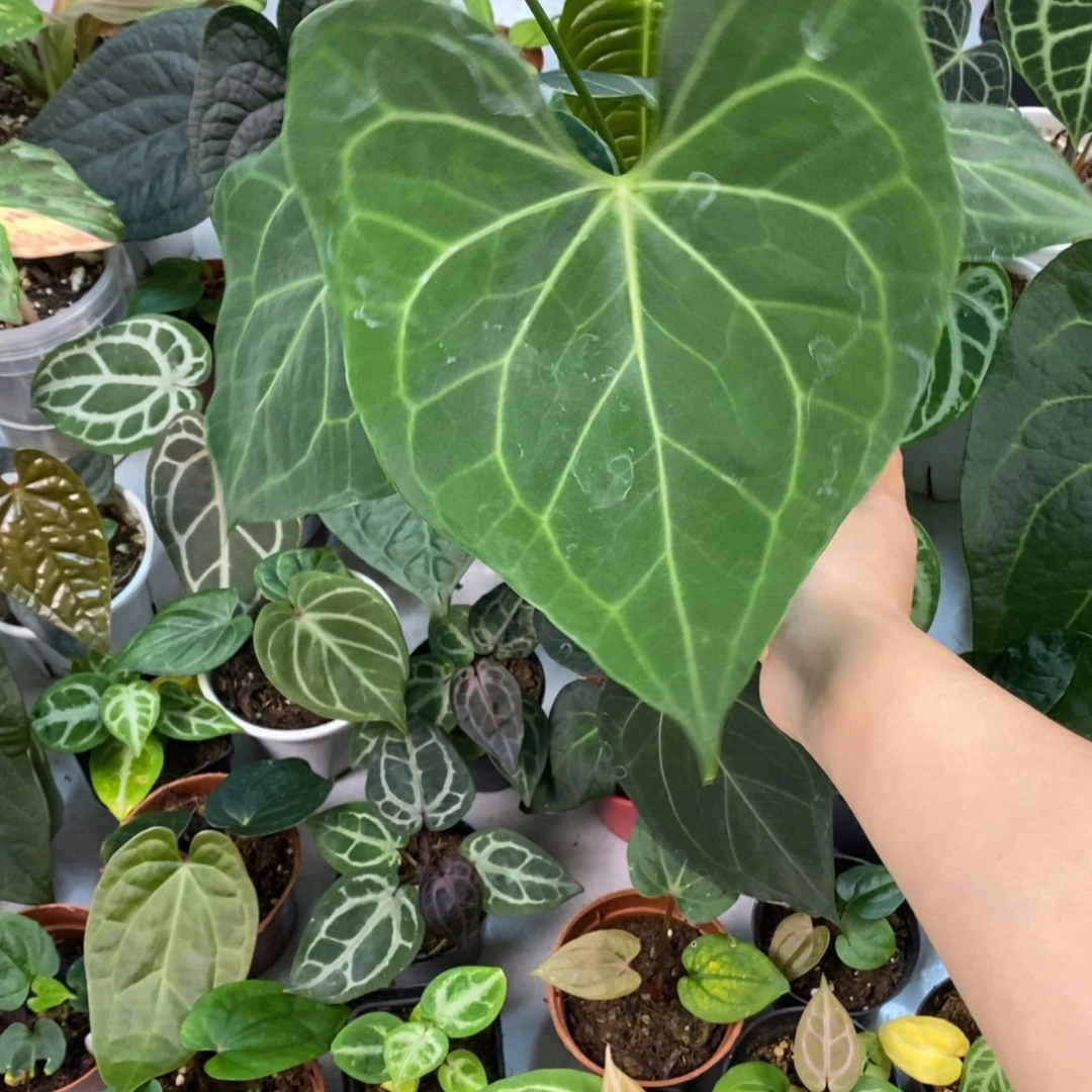 完全开放翼龙杂克莱恩后