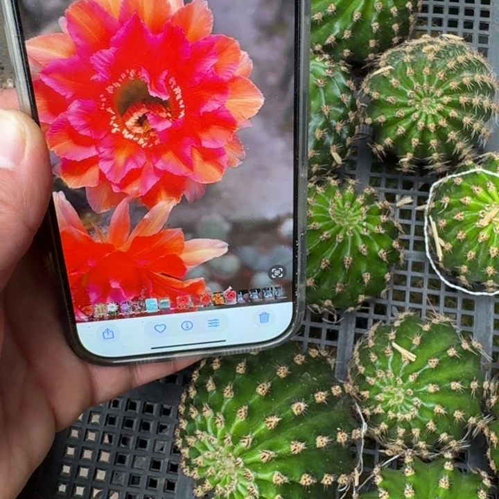 220彩草107歪无根侧牙5公分左右