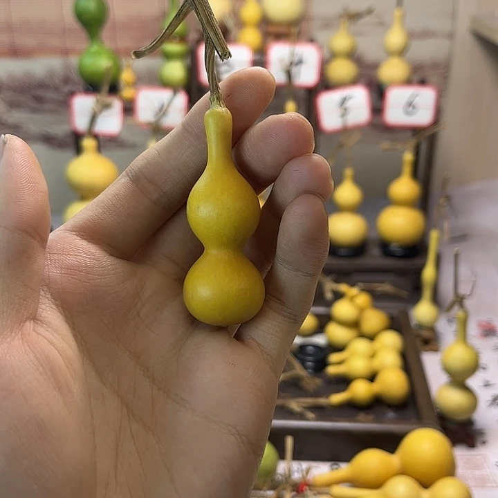 葫芦葫芦葫芦葫芦