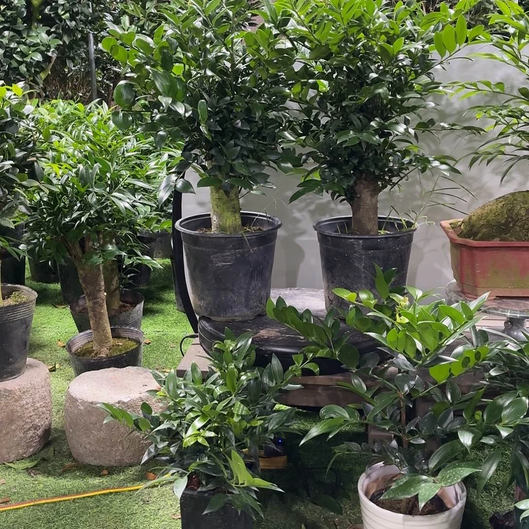 完全开放竹柏老桩一物一拍顺丰包邮