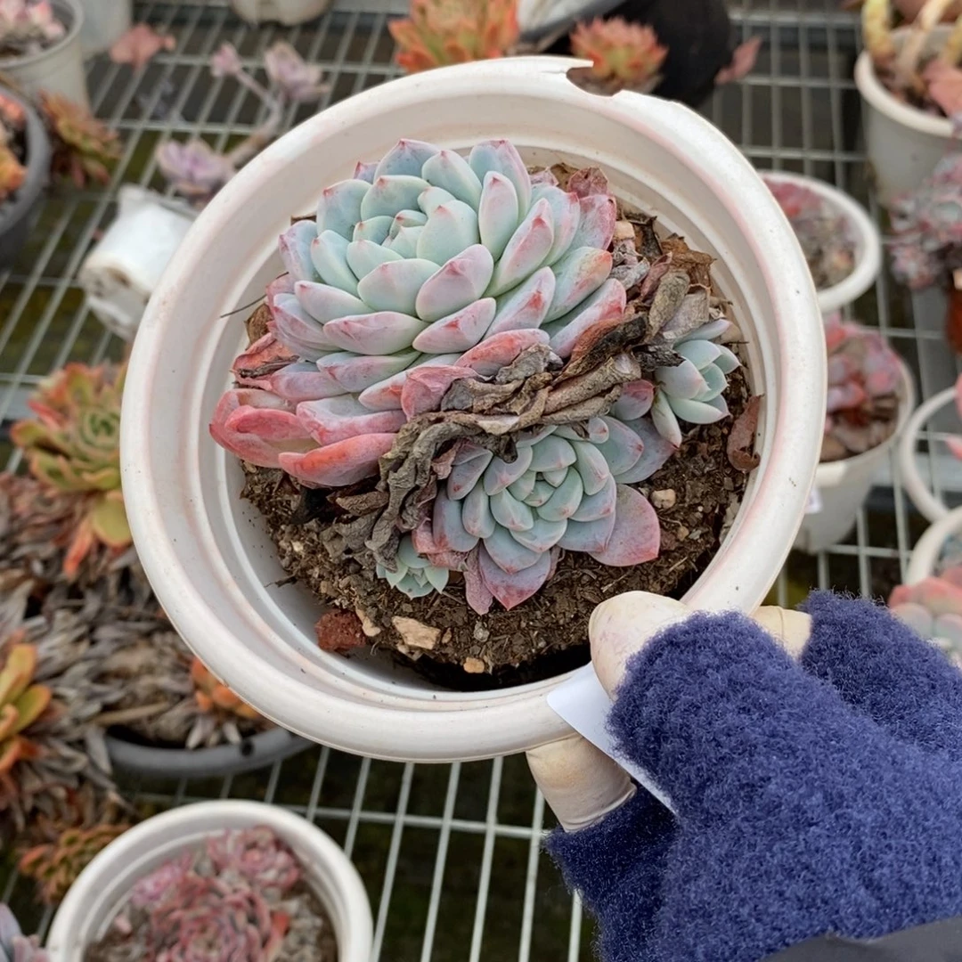 4354冰玉老桩一物一拍