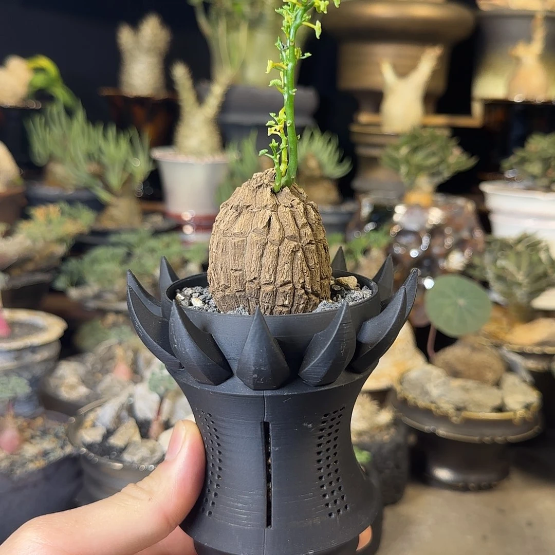 一物一拍龙甲龟120