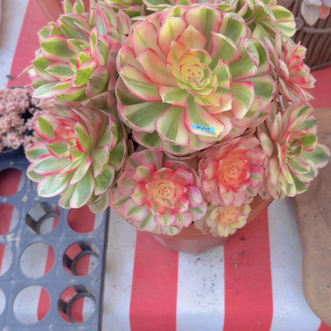 小***吱一物一拍编号920