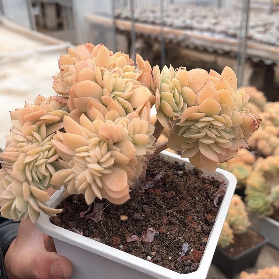 厚叶丝绸缀化0000000