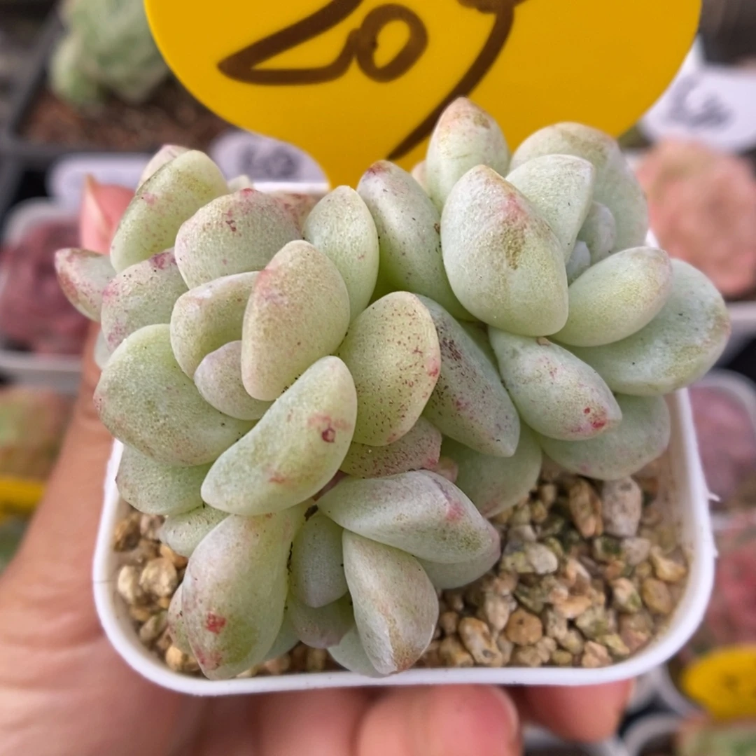 冰玉石化群生209号。