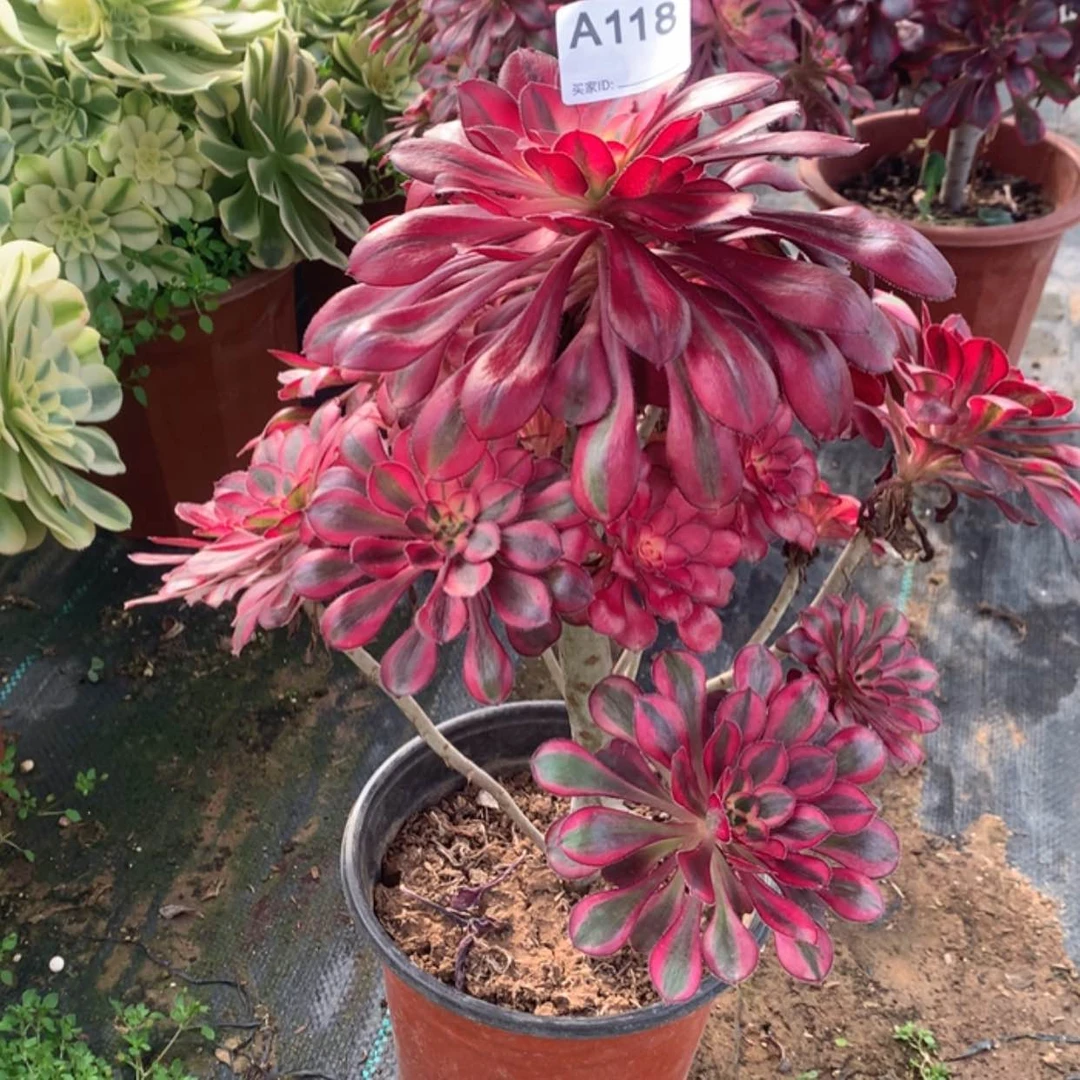 【闪购商品】118香奈儿