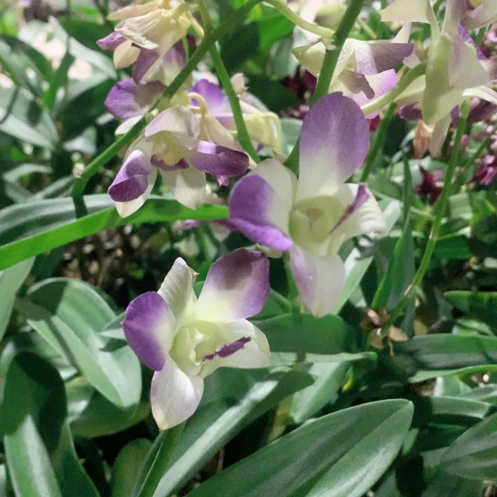 完全开放贵妇人苗丑，花叶不包损