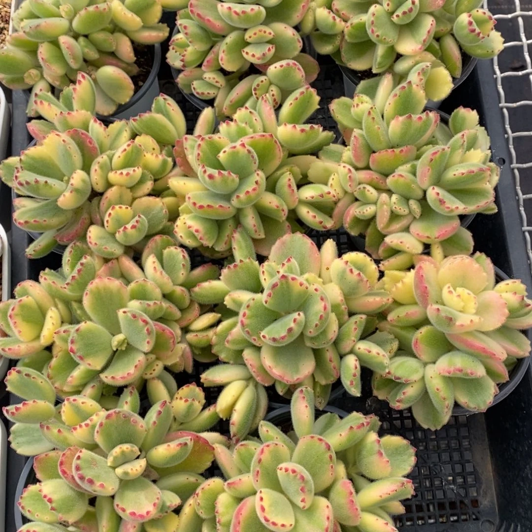 白熊一物一拍可挑