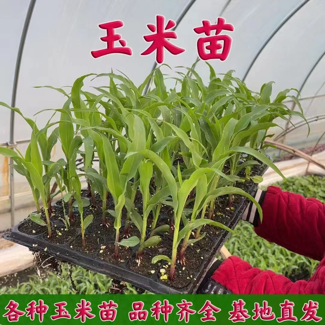 玉米苗带土发水果玉米苗早熟甜黑玉米苗糯玉米菠萝玉米苗高产秧苗