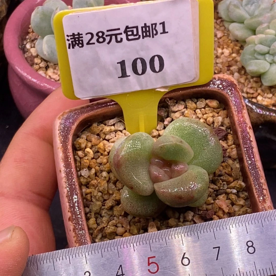 1100冰玉石化带锦的…………