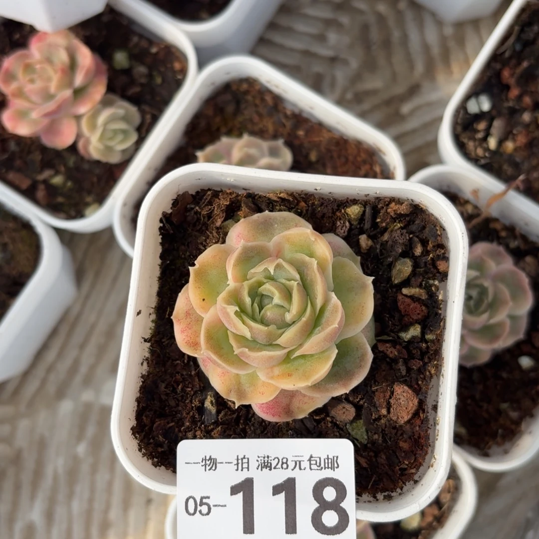 水晶虾饺无盆土发货