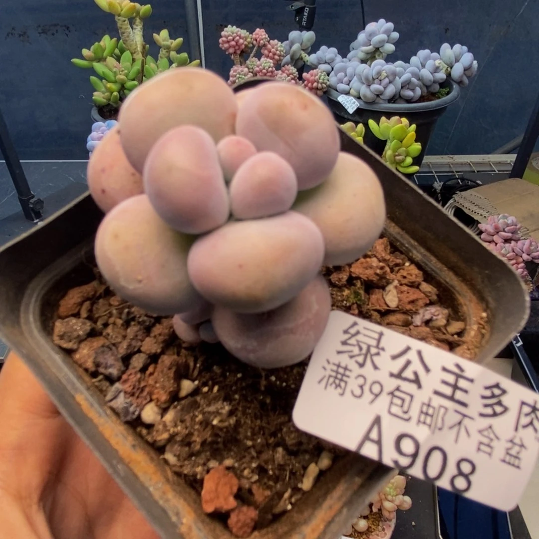 908芭比奶多肉4c m