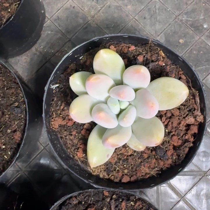 胖彩体 哥特  一物一拍