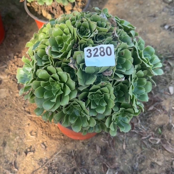 3280绿羊绒清棚处理不包断枝