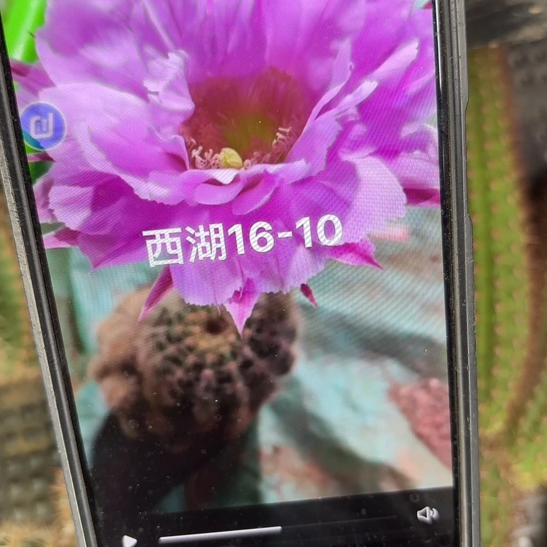 16-10彩侧牙20包邮仙人球6