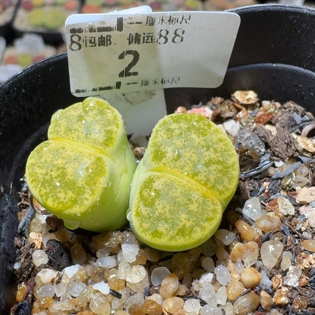 Sss生石花便宜清2