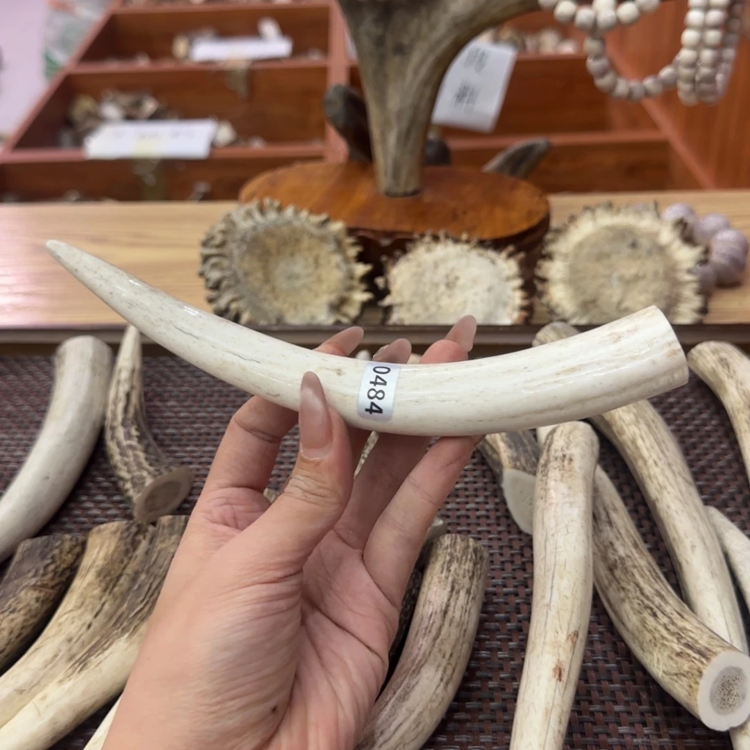 其他鹿骨0484梅花鹿