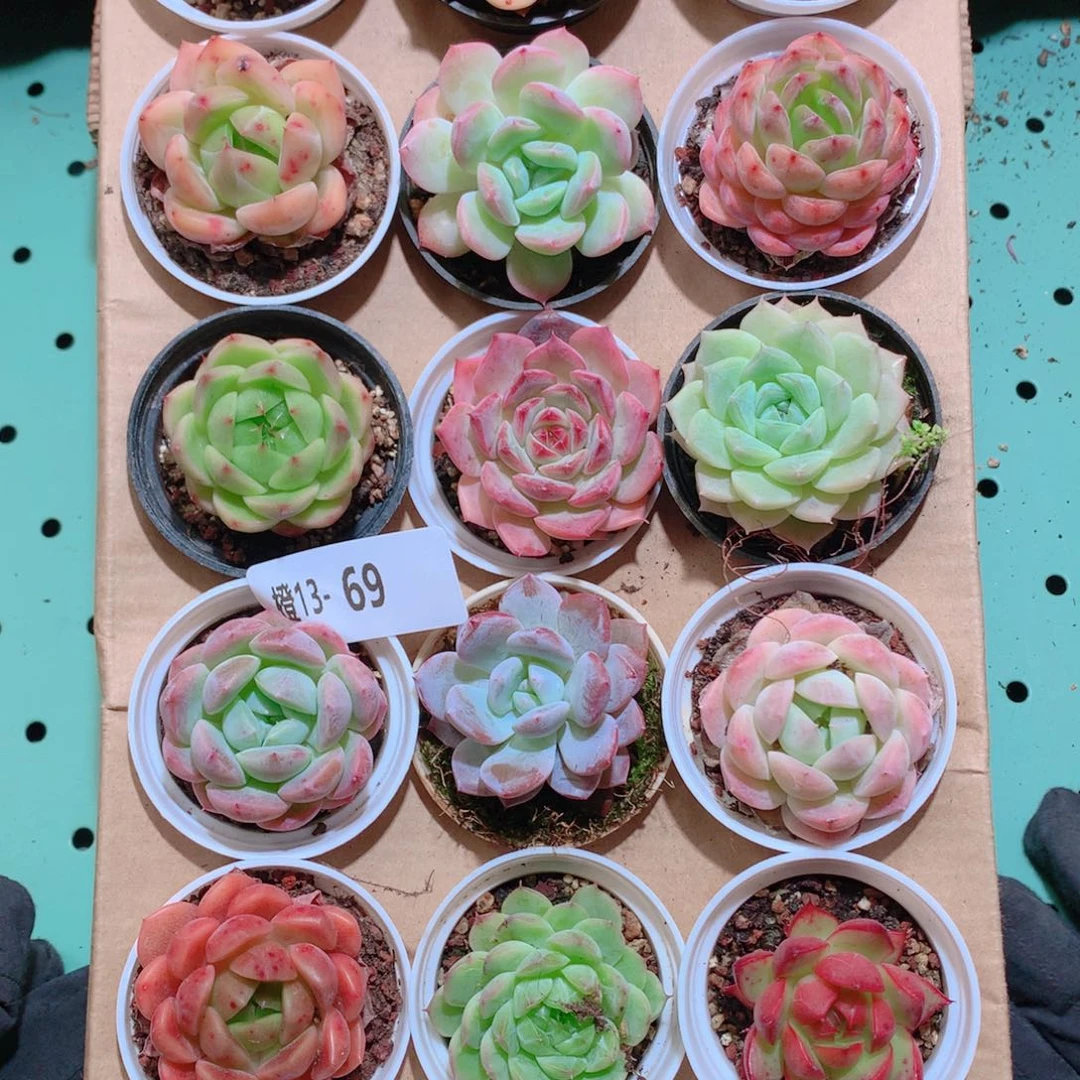 13-69一物一拍带盆18颗