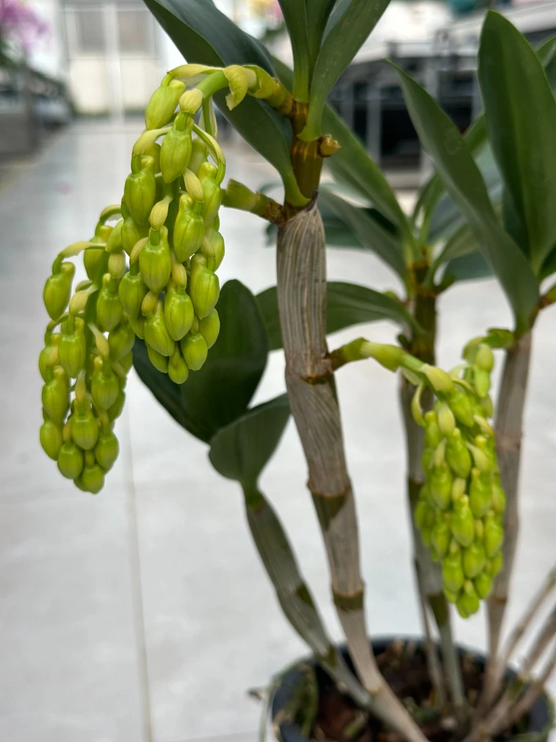 蜜球花（杂交） 颜色随机 带花苞发货 实物以直播间为准