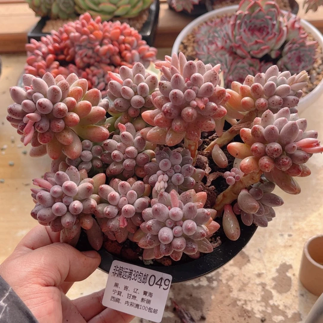 049婴儿手指德华多肉