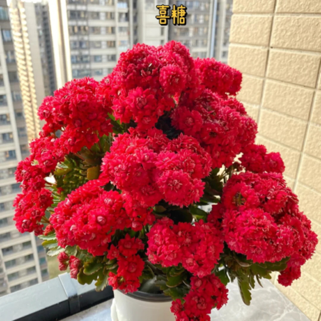 【喜糖】重瓣稀有鹿角叶长寿花