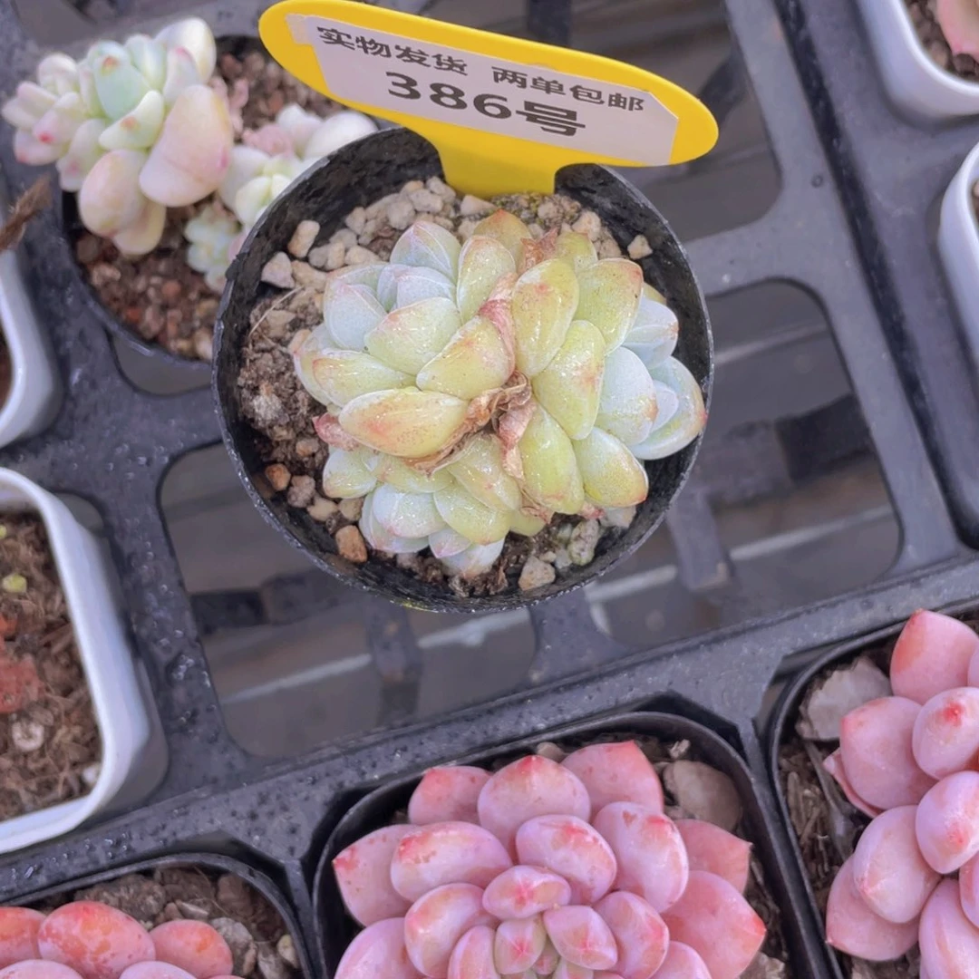 386号 奶油冰玉群生一个