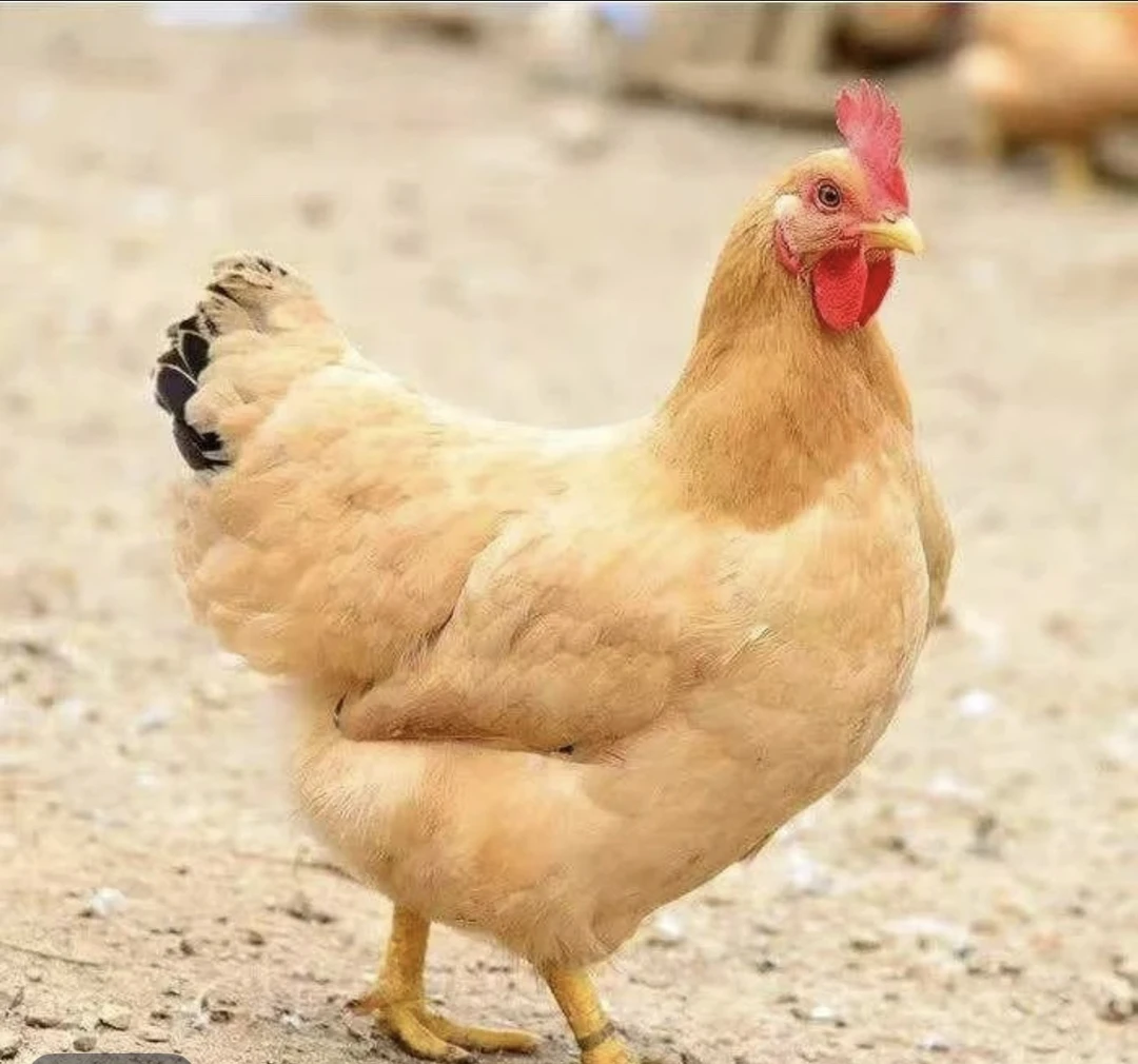 整鸡发货 正宗三黄鸡 