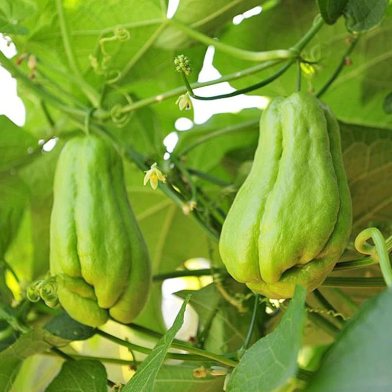 佛手瓜种籽龙须菜种瓜苗种籽菜苗司机种植鹏仔蔬菜苗孑菜苗