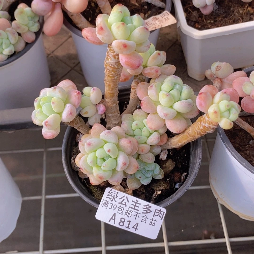 果冻樱花洛神9cm814多肉植物