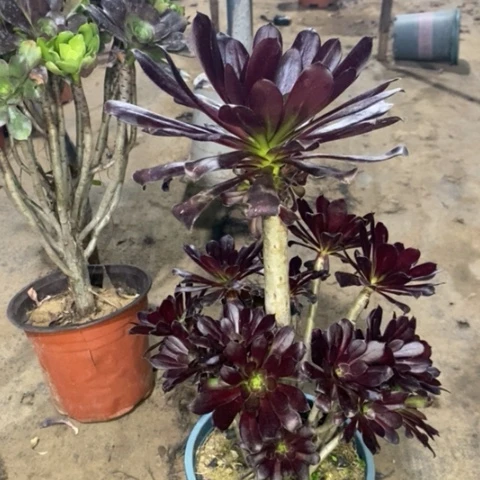 墨法多肉植物038