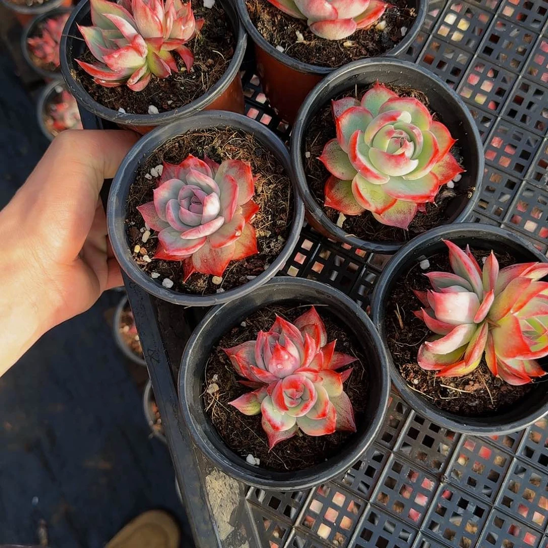 梦***?哈哈哈哈哈哈哈哈