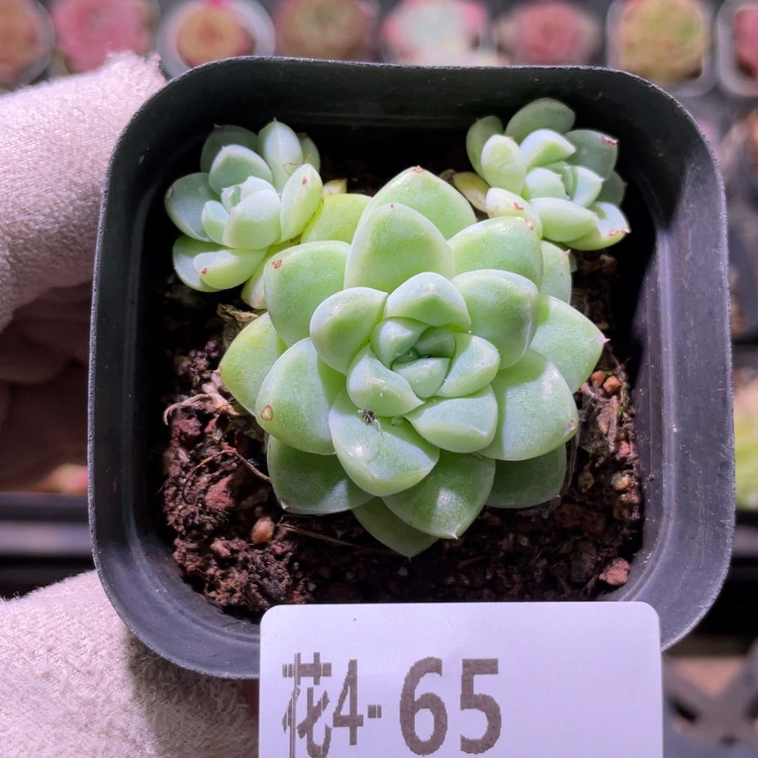 花利美4-65厚叶月影