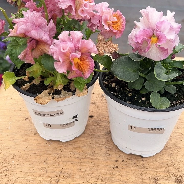 木抖音直播闪拍10/11