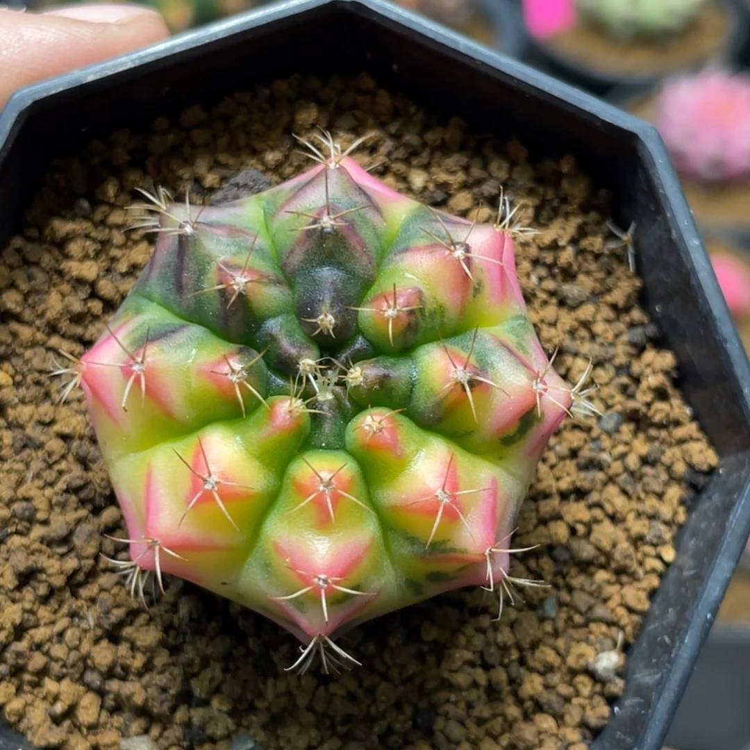 当前无花朵，栽培后可花朵红唇米哈