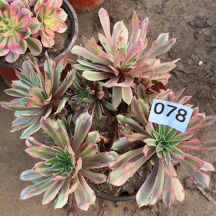 无花朵078粉黛南