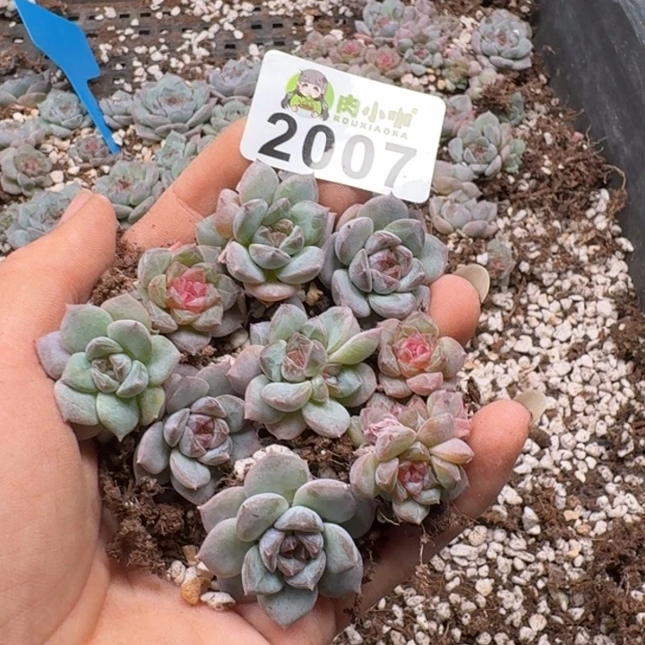 多肉植物多肉植物