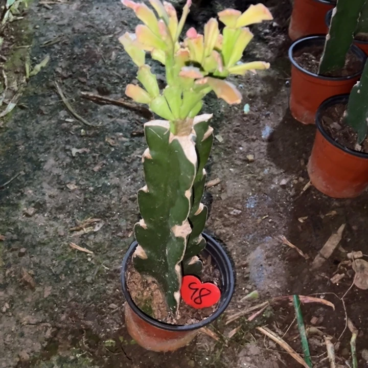 笑***幻当前无花栽培后可以开花058  98