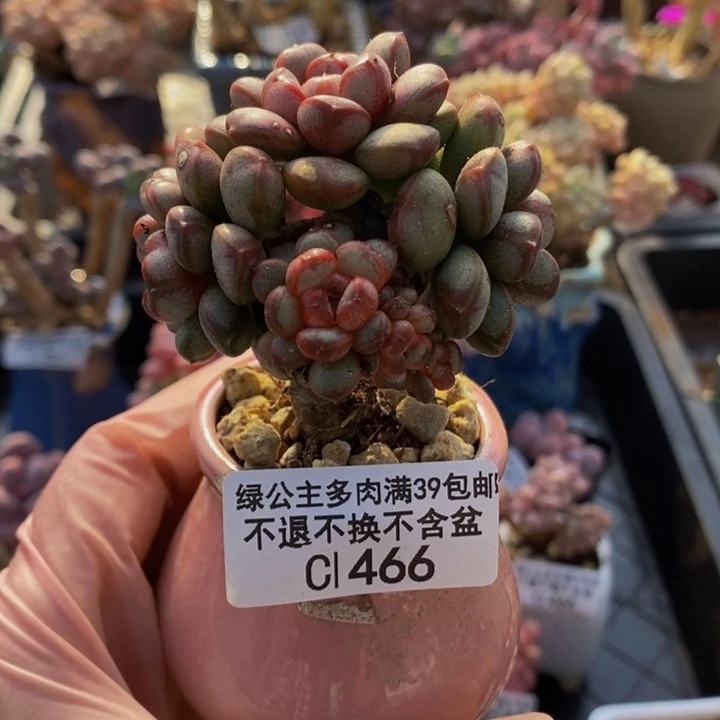 葡萄老桩有砍6cm466多肉植物