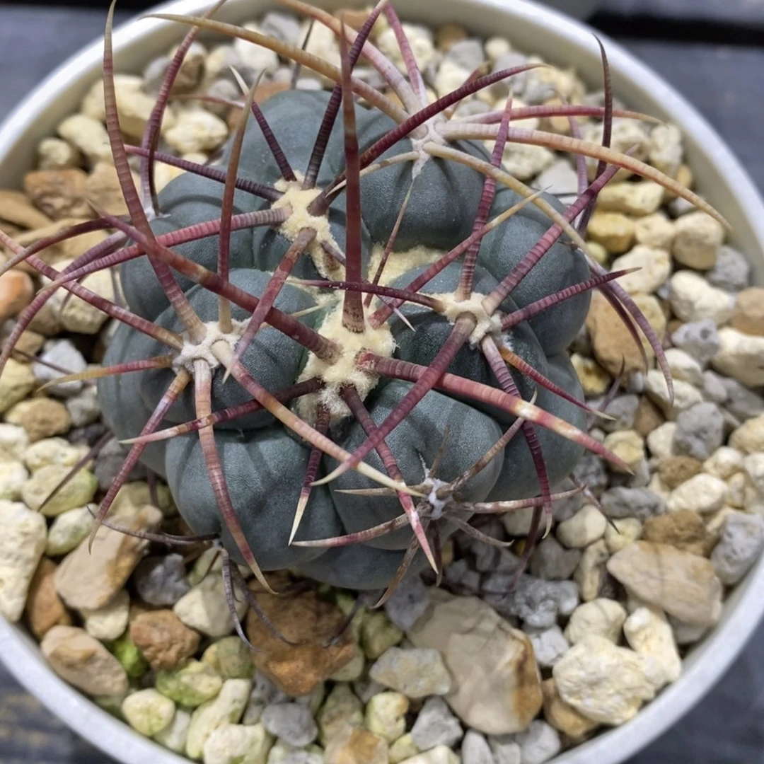 少*游高木绯冠龙5.8cm