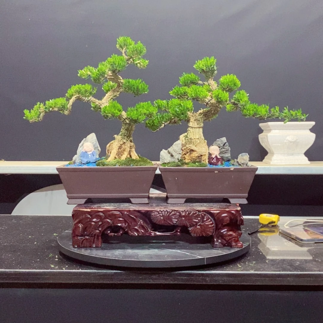 无花朵黄杨盆景园林