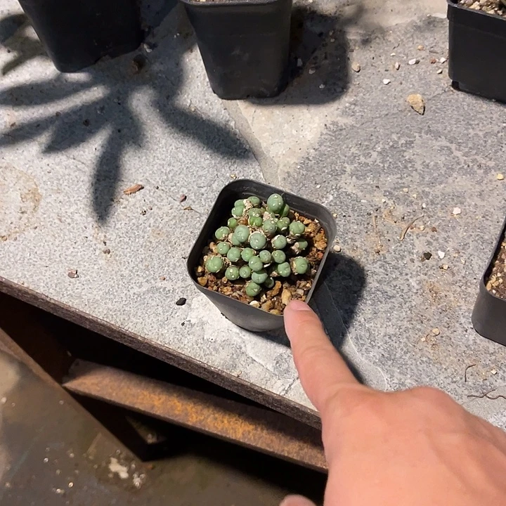 无花朵实生肉锥一物一拍