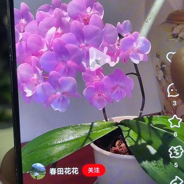 当前无花栽培后可以开花神仙姐姐