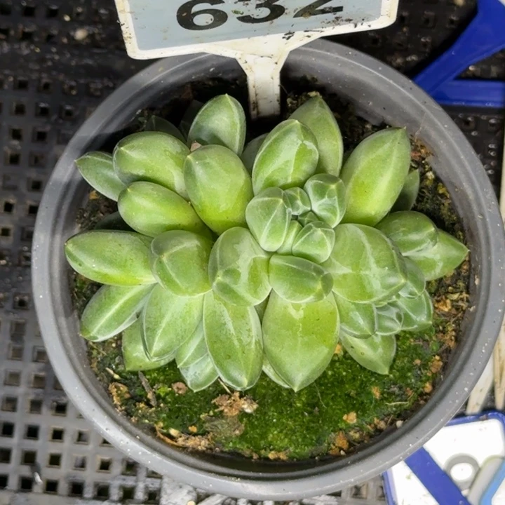多肉植物青花瓷632