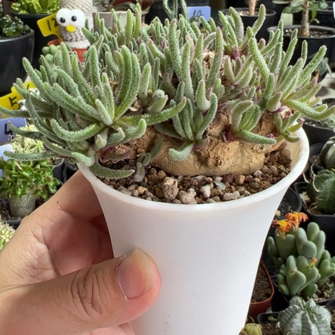 老桩天赐带盆1111111