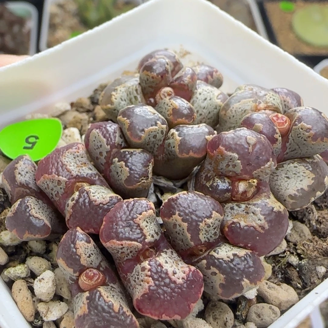 全窗超碟群多肉植物5