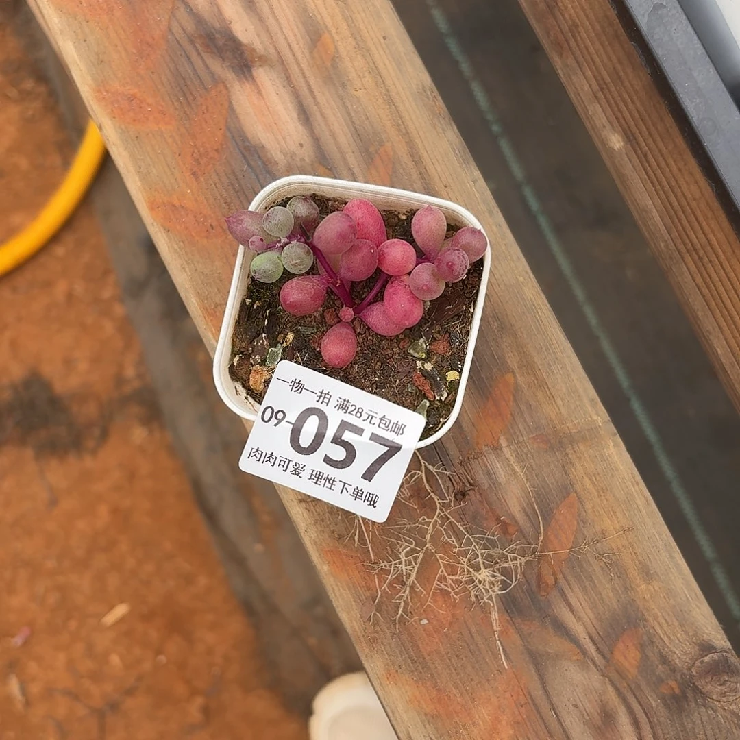 紫泡泡无盆土发货无盆土发货无